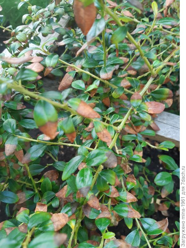 Помогите вылечить кизильник