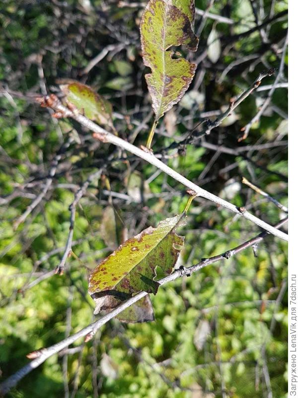 Вишня листики