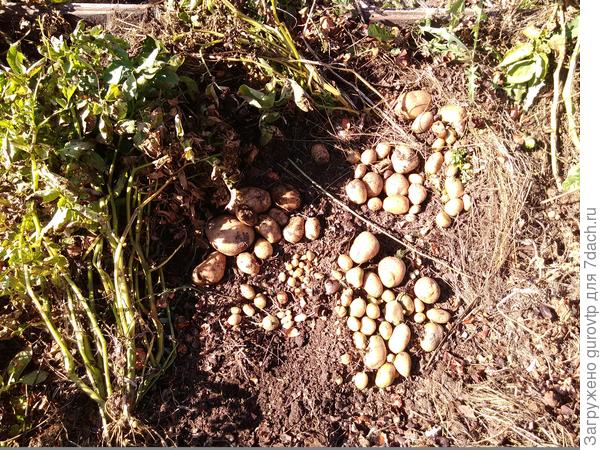 Мало мульчи, надо подкладывать в стадии роста ботвы и полив чаще. Много прозелененной и мелкой.