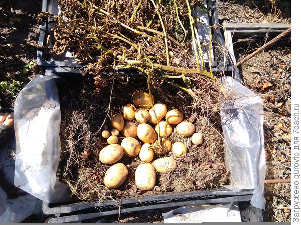 Сорт Удача, обработка Стимиксом, ящик 0.4*0.6 наполнение отработка мульчи после выгонки тюльпанов.