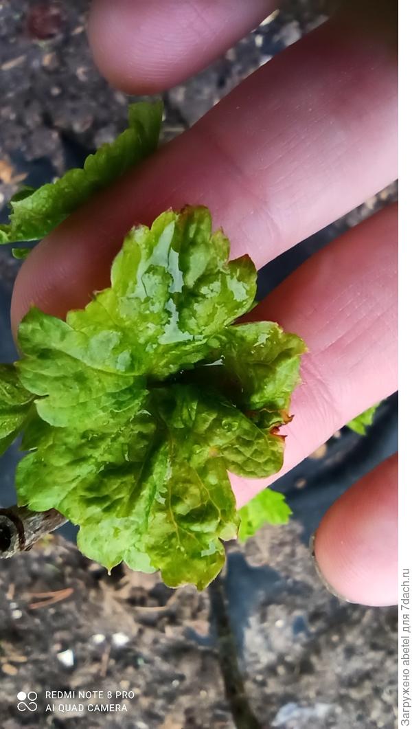 Лист крупно