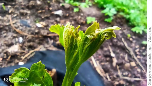 Зеленоватые точки на листе