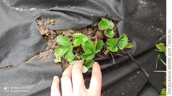 Один куст обрезала полностью, новые листочки пока вроде нормальные, но несколько розеток растут рядом