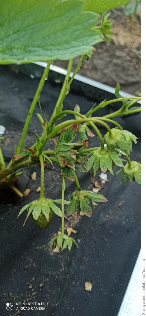 Повреждённые цветоносы