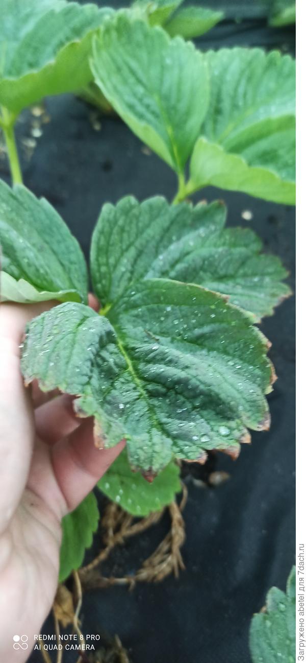 Повреждённые листья на кусте