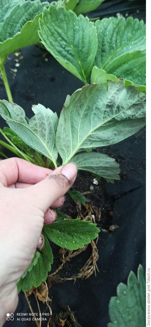 Обратная сторона листа