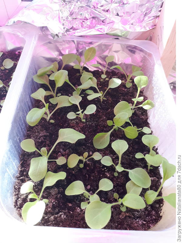 Посажена тоже месяц назад.