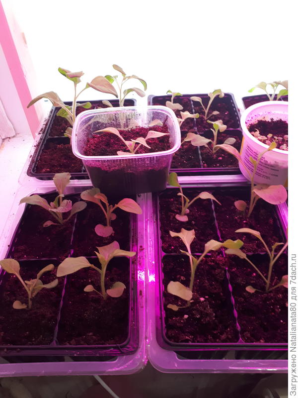 последняя пикировка