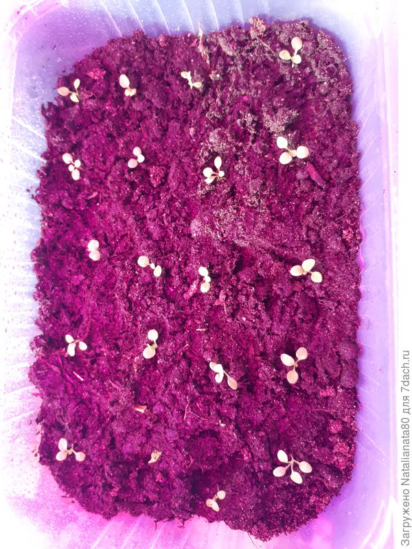 первая пикировка