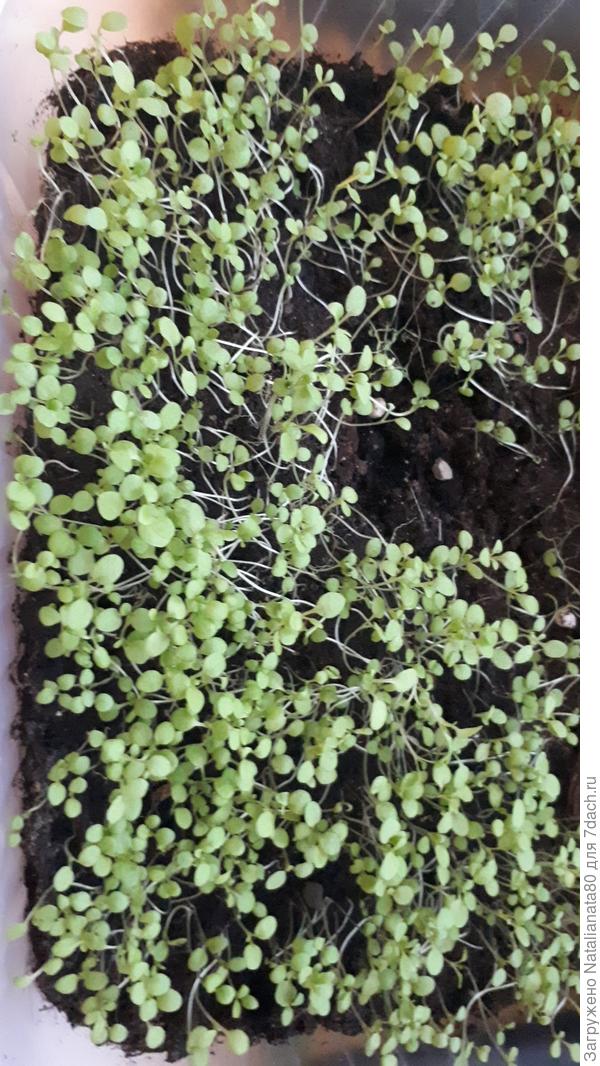 куча мала выросла.