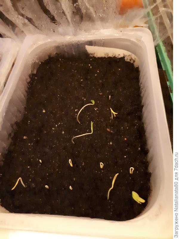 тоже томат .посажен 3 дня назад