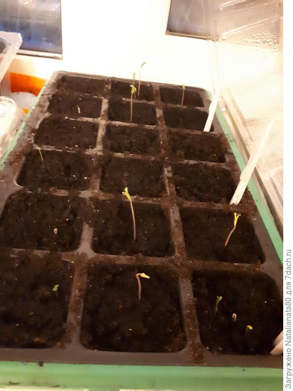 томат посажен 3 дня назад