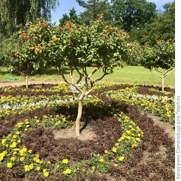 Лантана на штамбе.