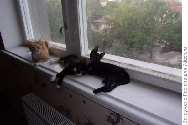 Ха, ха, ха