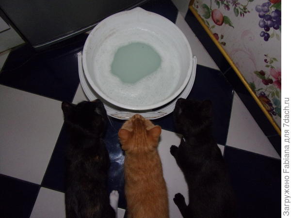 Котята следят за процессом