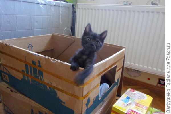 Эй, хозяйка, вернись!