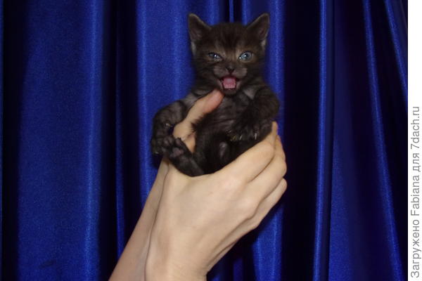 Как, опять?!