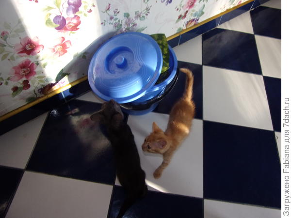 Что это, Бэрримор?