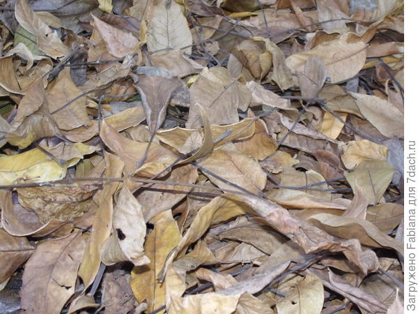 Листья грецкого ореха