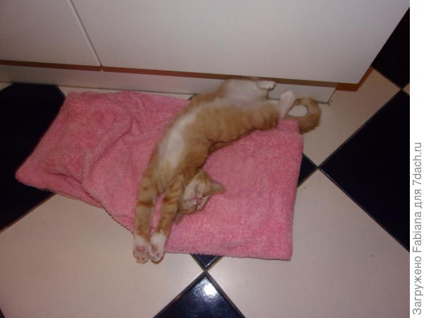 кисик-абрикисик