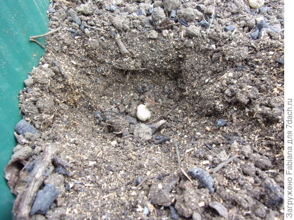 Помещаем луковку на дно