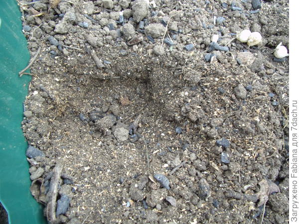 Выкапываем лунку