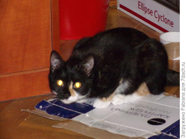 Тучка грызёт коробку, тренирует зубы для травки))