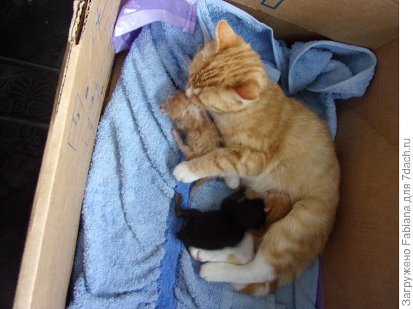 Нежная мать вылизывает котёнка