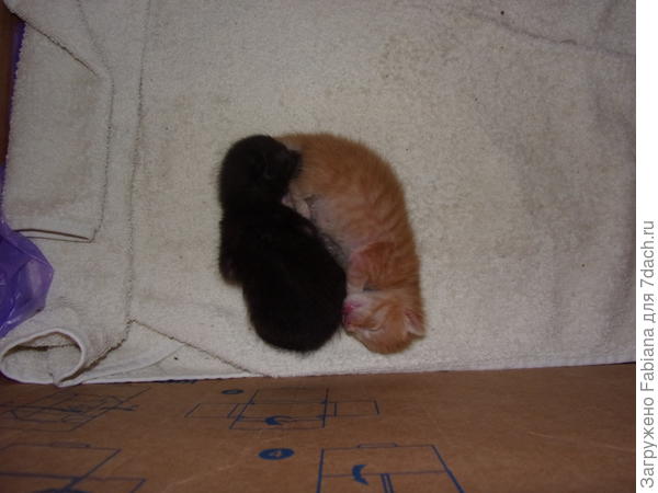 Уже подросли чуток