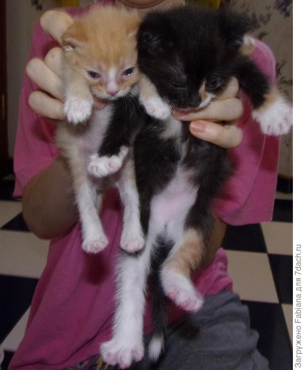 Вот такая разница. Даже не верится что они из одного помёта.