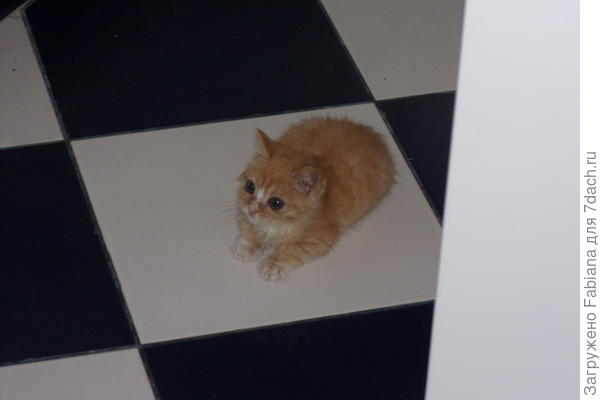 Воинственная поза