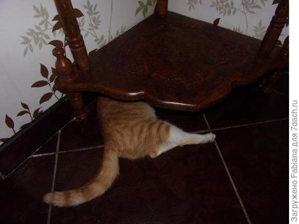 Меня нет, так и скажите!