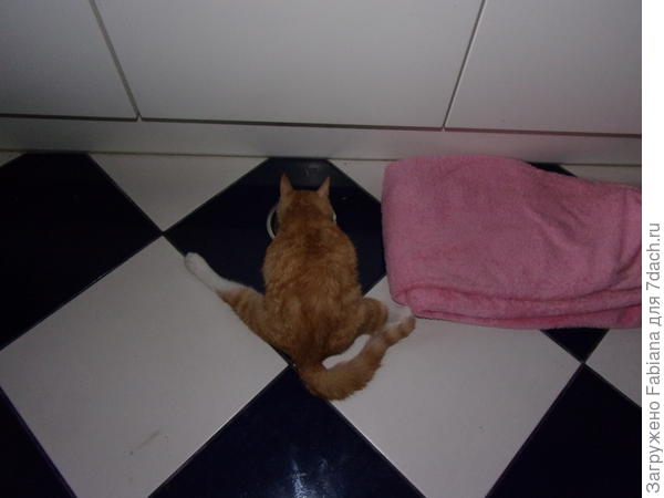 Кушает, изящно отставив ножку