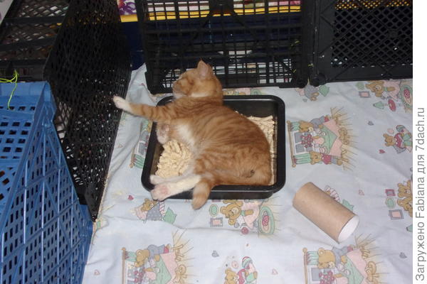 М-да, бывало и так. На столько она не знала что такое туалет.