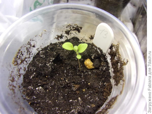 Ламбада Бургунди ф1