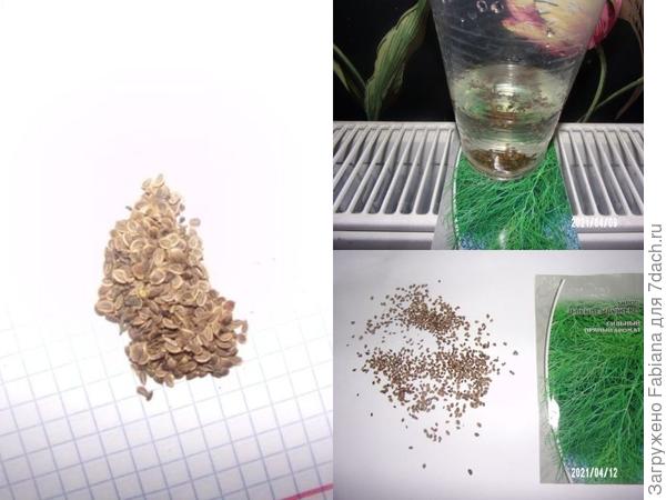Сутки укроп вымачивался в воде на батарее, потом сушился там же.
