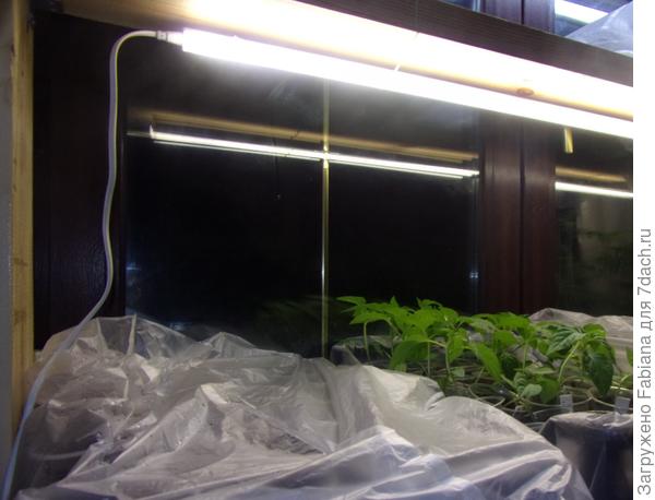 Вообще в мае уже не включаю досветку, фото просто с подсветкой лучше)