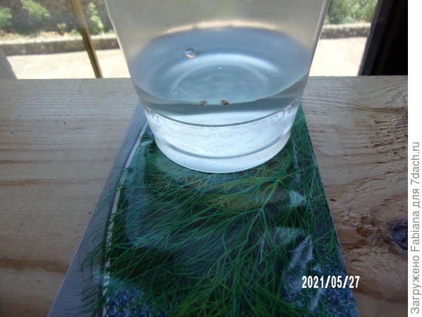 Первыми вступают в дело семена, замачиваемые в воде.