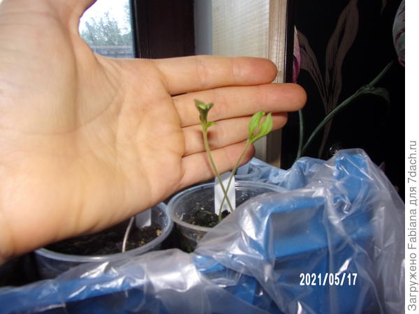 А в одном стакане плсеялось 2 семечка. Будет ещё 1 тест, посмотрим, как они будут развиваться