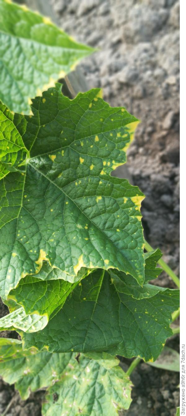 Жёлтые пятна на листьях Люффы