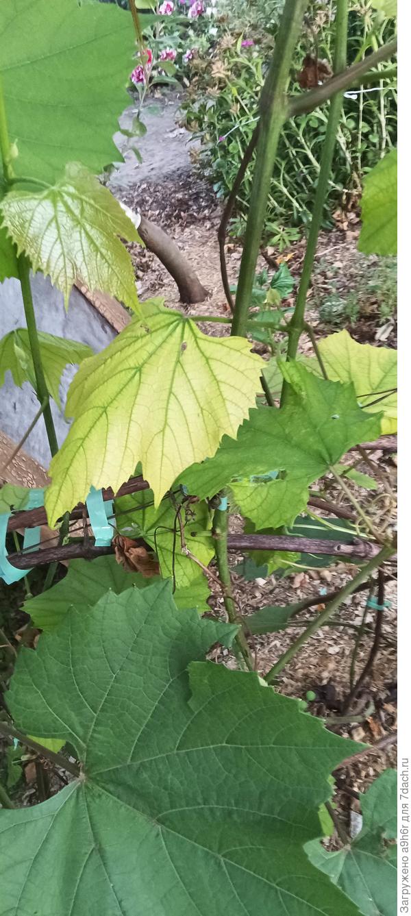 Жёлтые листья винограда