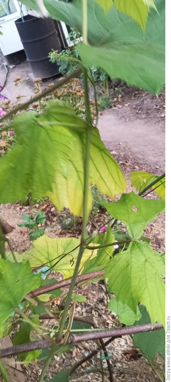 Жёлтые листья винограда