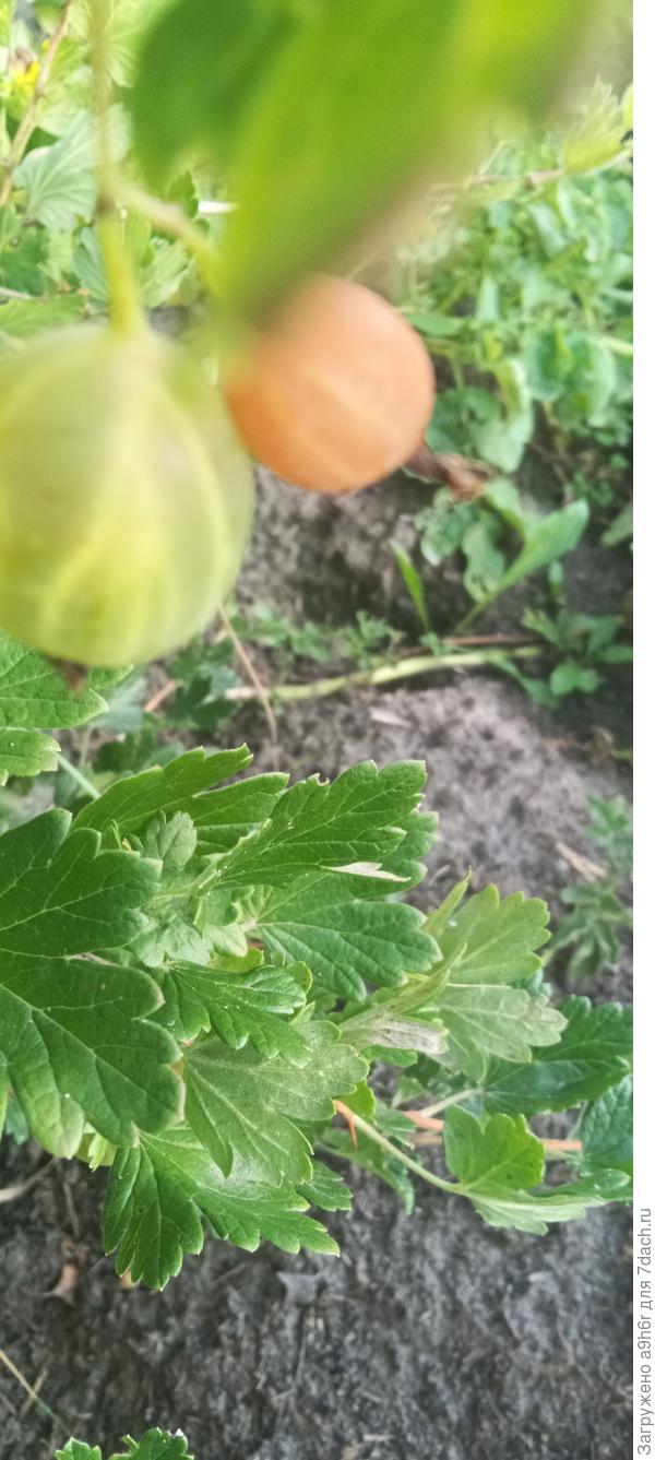 Пораженные ягоды крыжовника