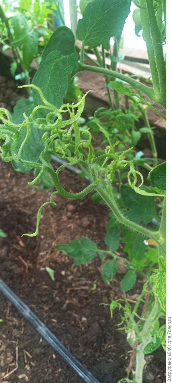 Скрученные пропадающие листья помидор