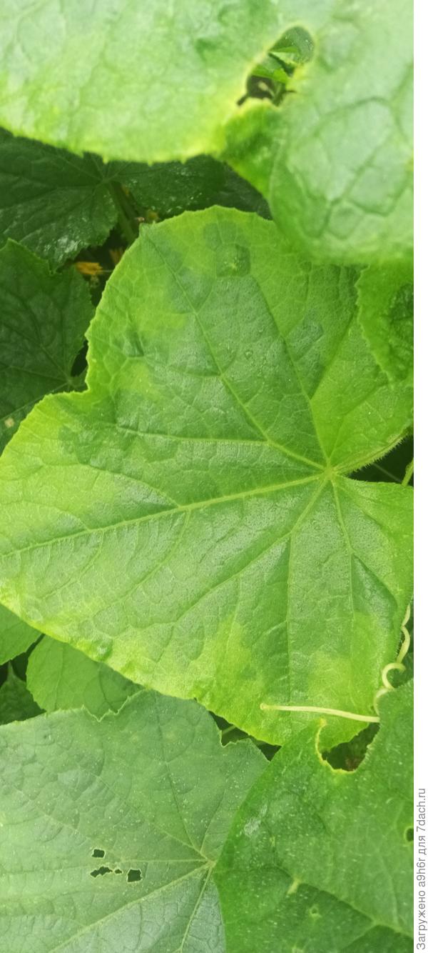 Бледнеющийлист огурцов