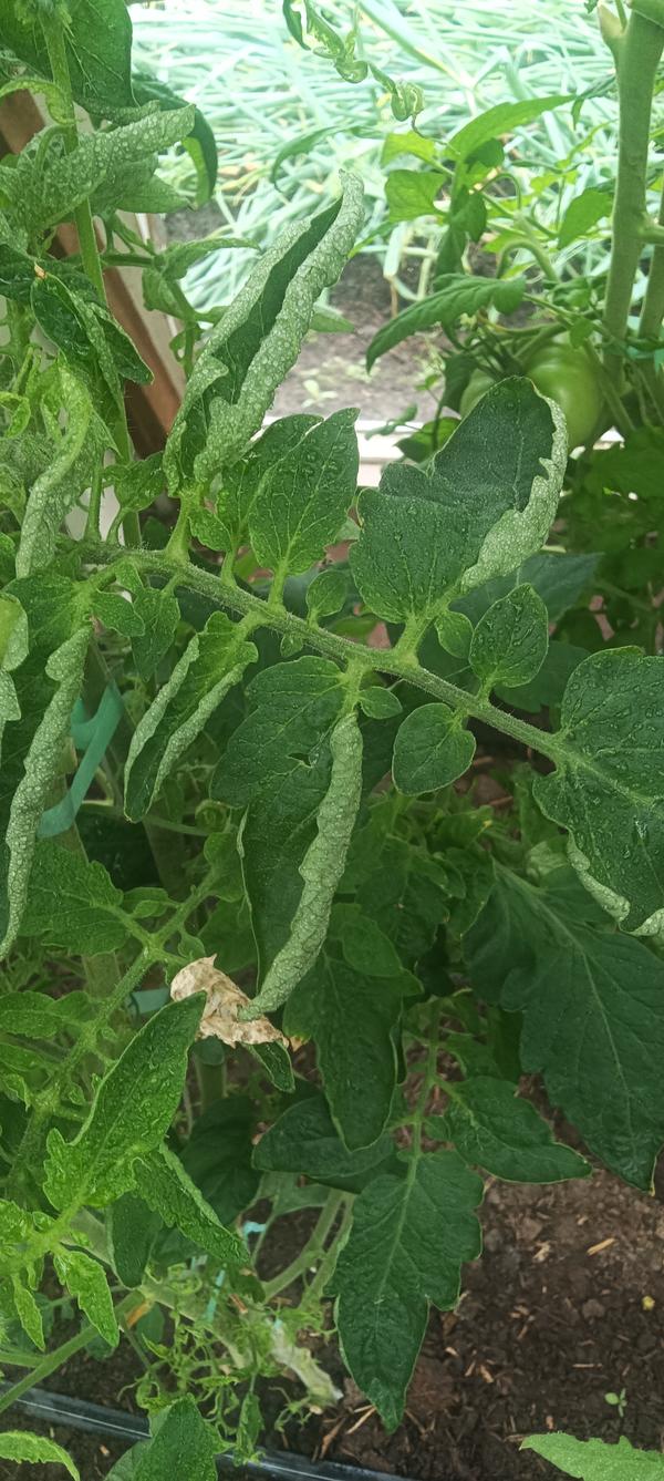 Листья помидор