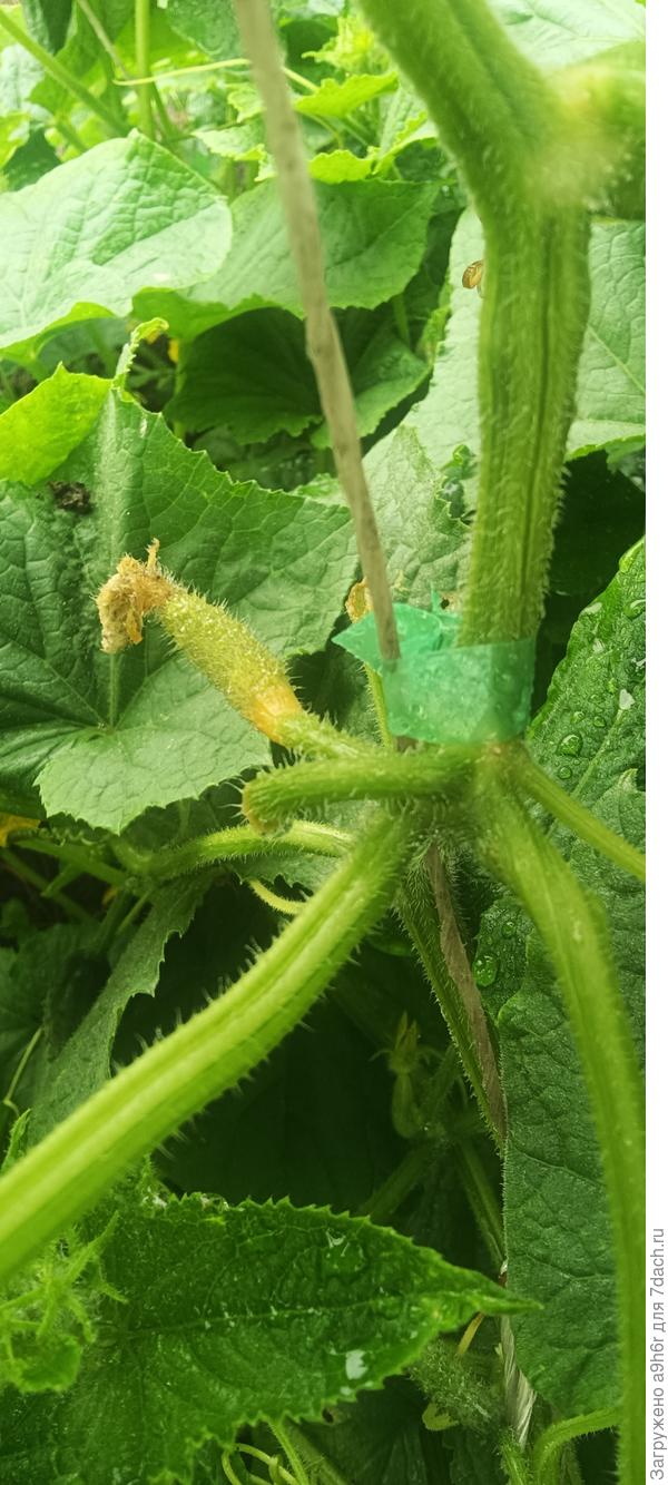 Желтеющий и усыхающий огурец