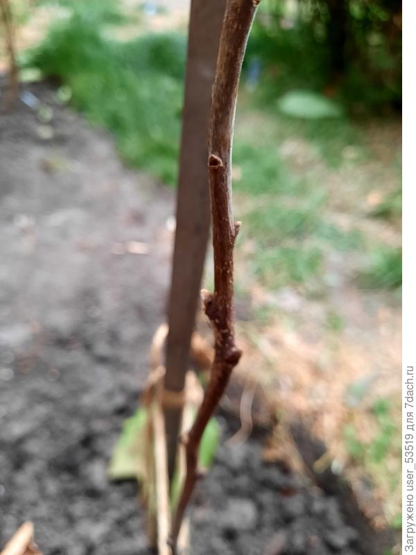 Почки не все сбросили чешуйки.