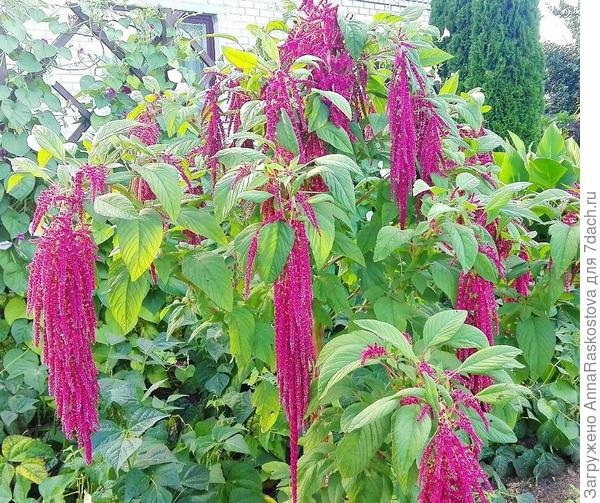 Красавец Аморант с моего участка)))