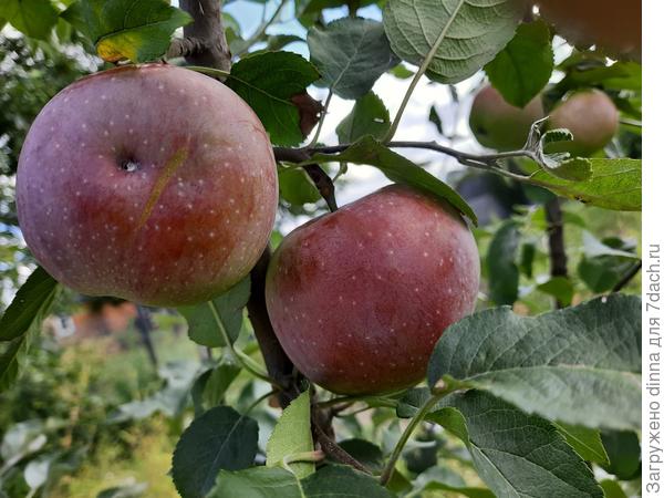 2. Яблоня
